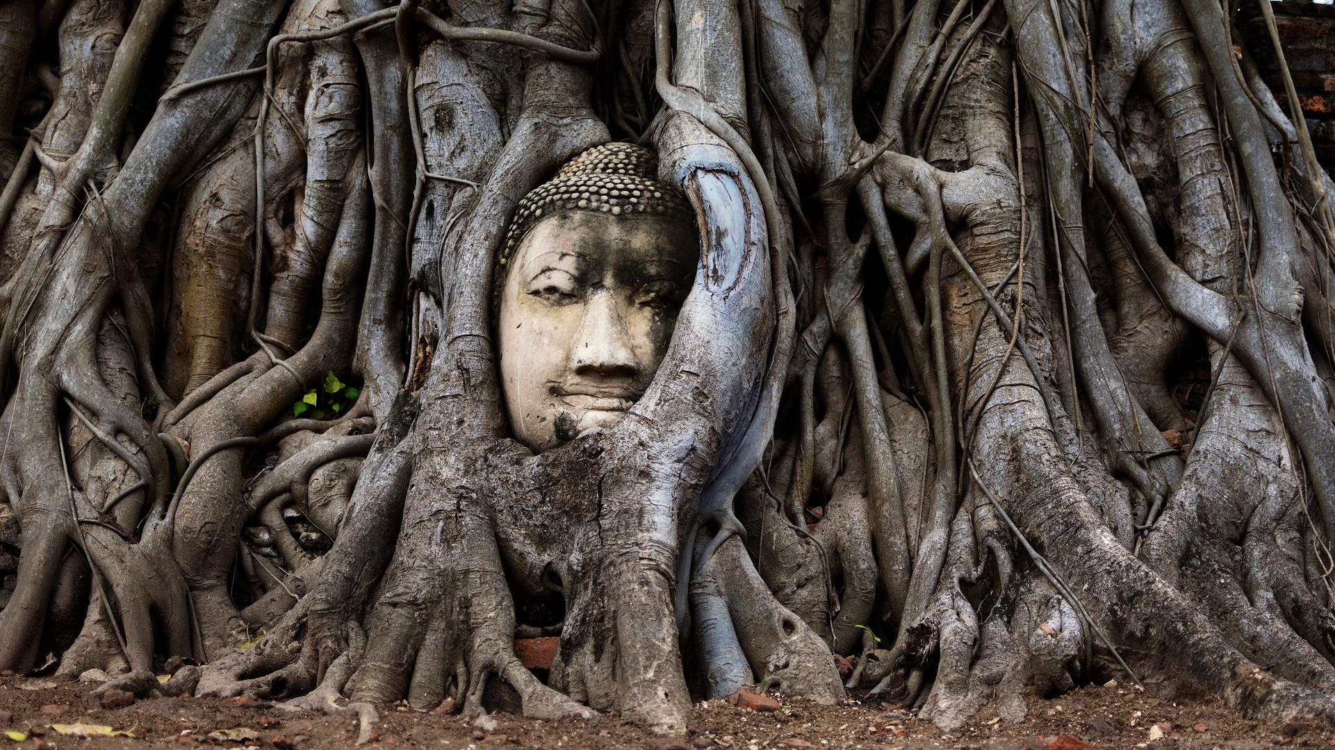 Ayutthaya - Die Macht der Natur