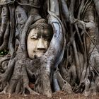 Ayutthaya - Die Macht der Natur