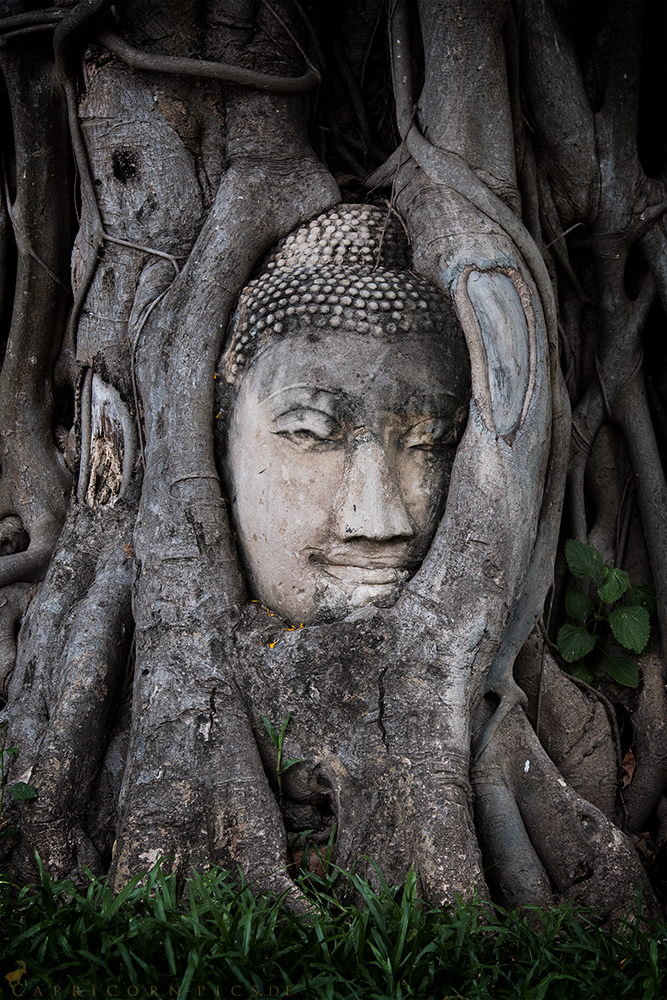 Ayutthaya - Im Würgegriff