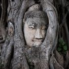 Ayutthaya - Im Würgegriff