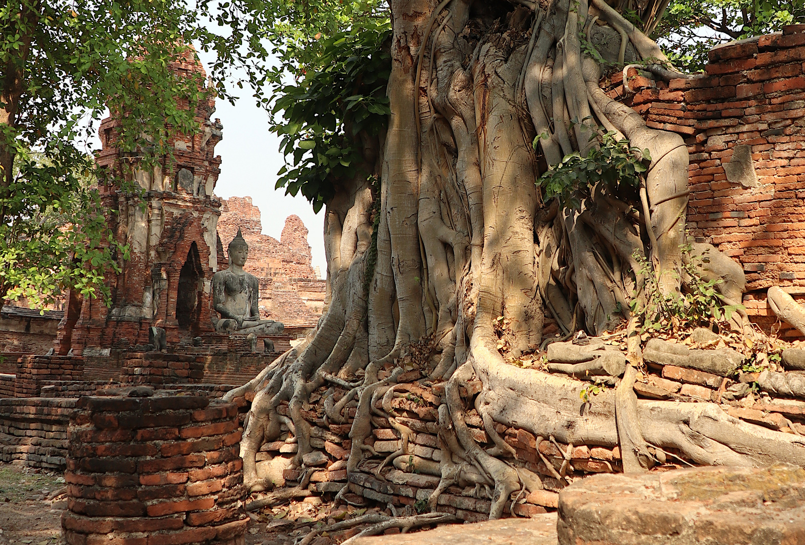 Ayutthaya Tempel Bangkock i