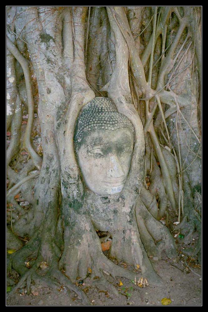 Ayutthaya Treebuddha