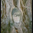 Ayutthaya Treebuddha