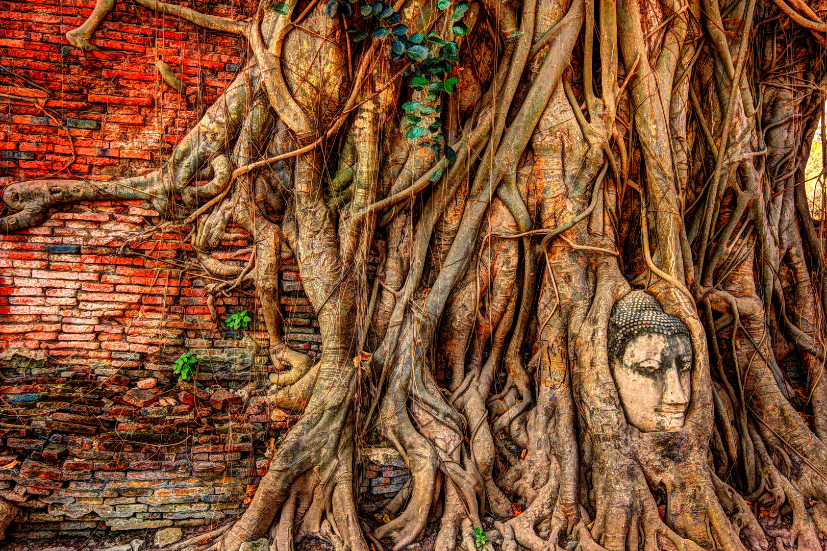 Ayutthaya's Buddha