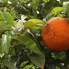 azahar y naranja después de la lluvia