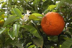 azahar y naranja después de la lluvia