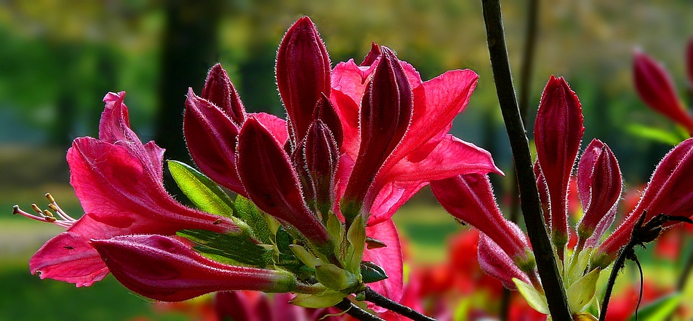 Azalea