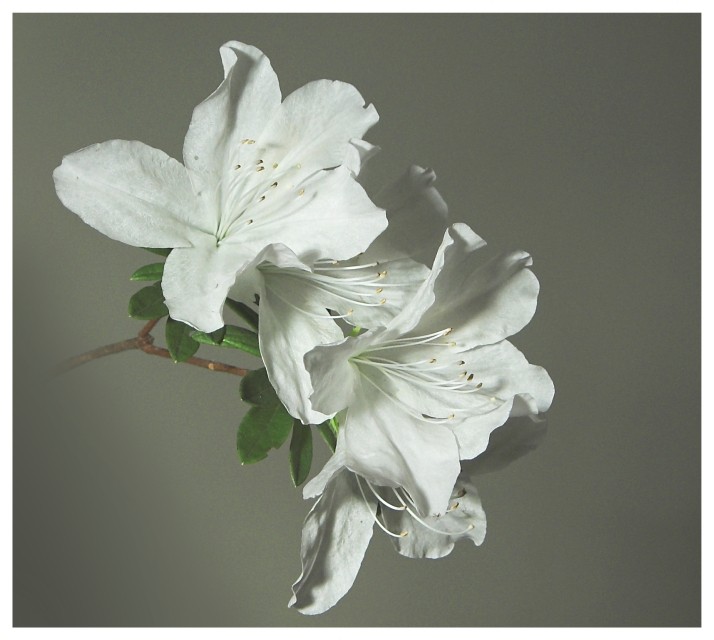 Azalea