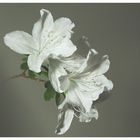 Azalea