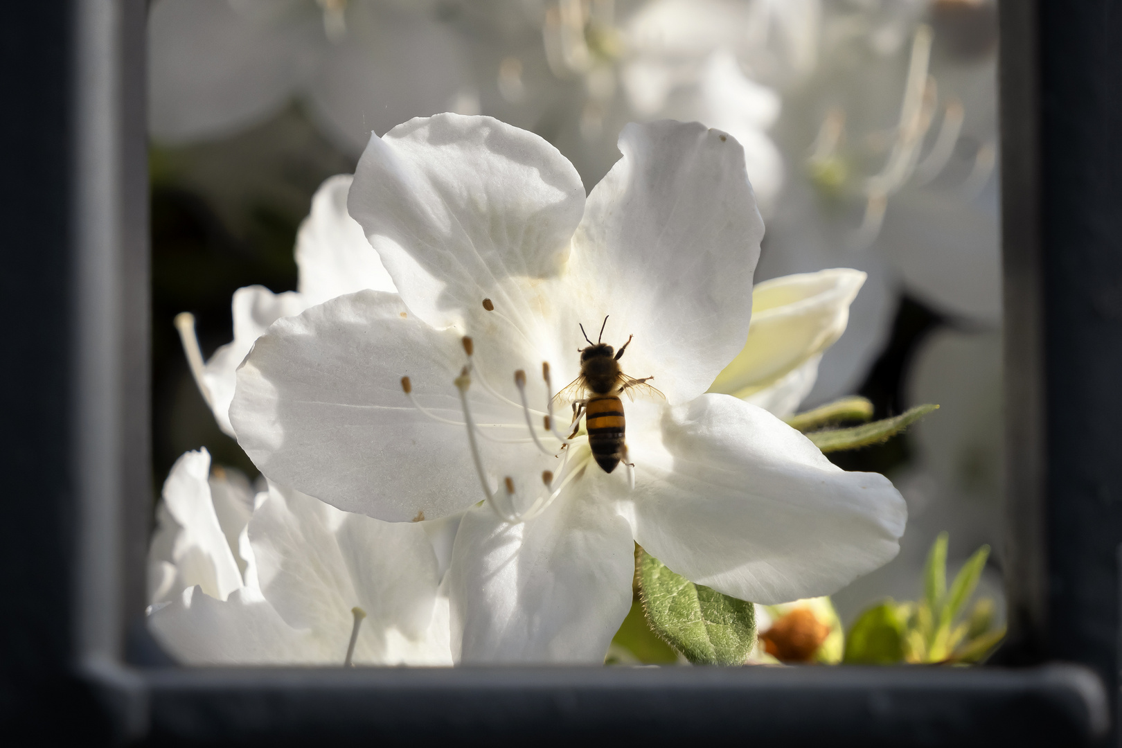 Azalea