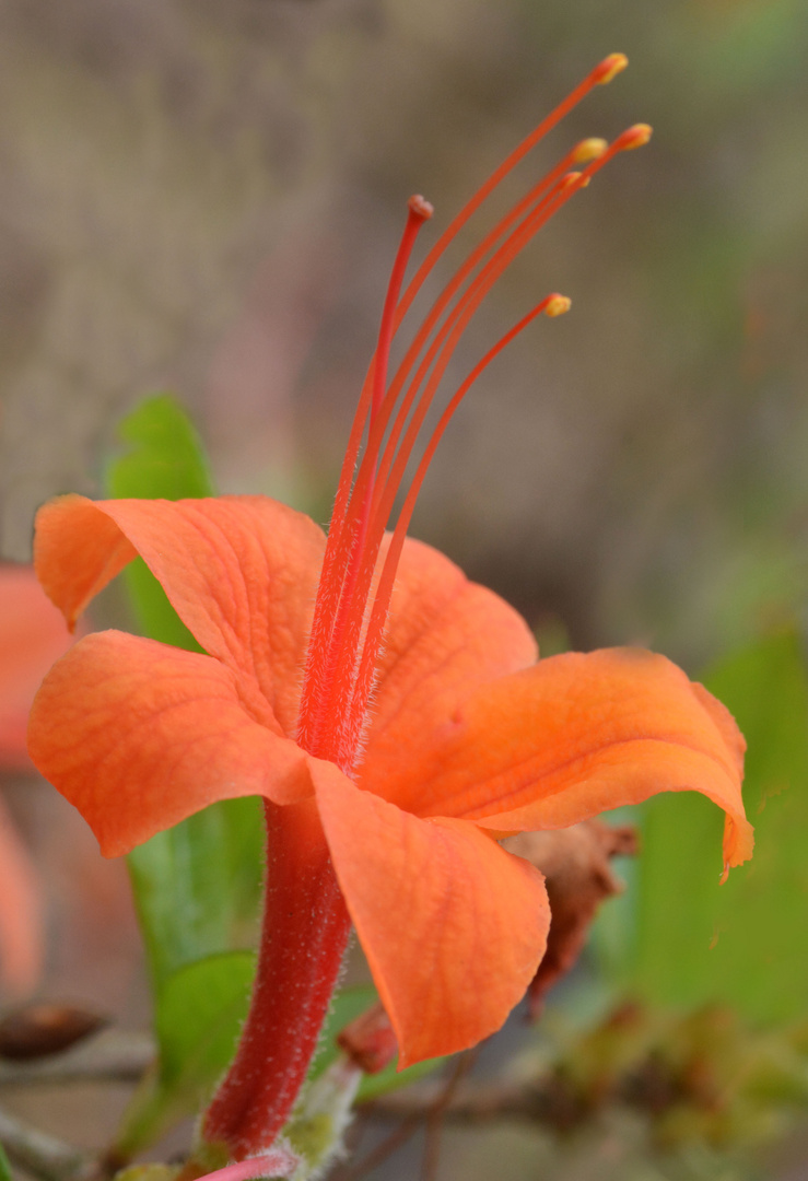 Azalea