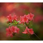 Azalea-7