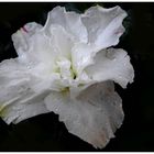azalea bianca