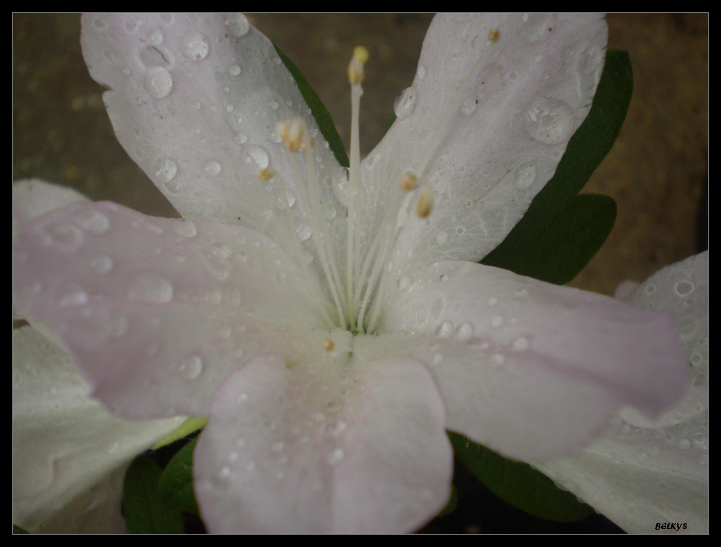 Azalea blanca