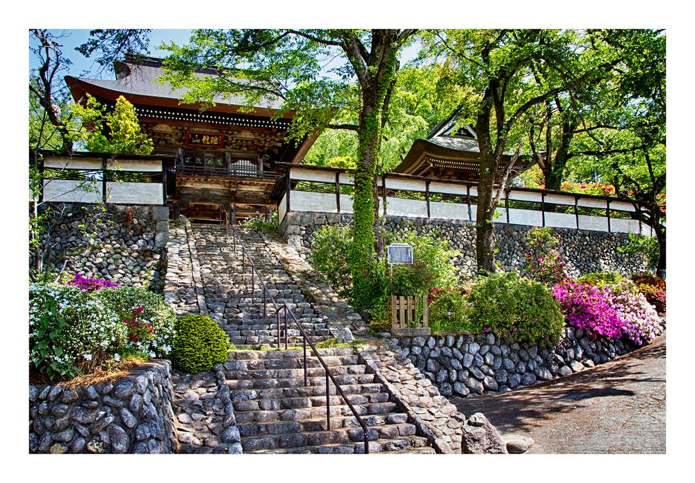 Azalea blooming in temple -1