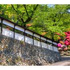 Azalea blooming in temple -2