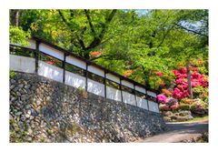 Azalea blooming in temple -2