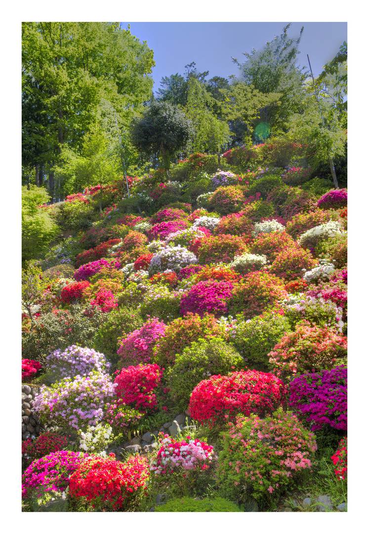 Azalea blooming in temple -3