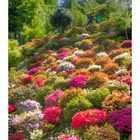 Azalea blooming in temple -3