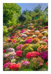 Azalea blooming in temple -3