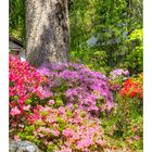 Azalea blooming in temple -4