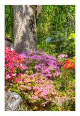 Azalea blooming in temple -4