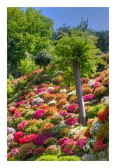 Azalea blooming in temple -5