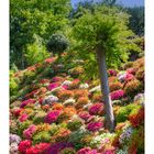 Azalea blooming in temple -5