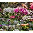 Azalea blooming in temple -6