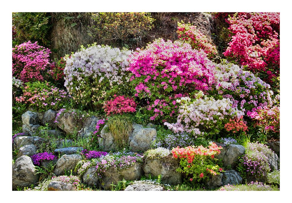 Azalea blooming in temple -6