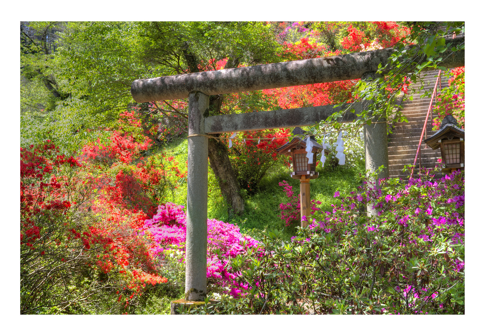 Azalea blooming in the approach of the shrine-1