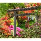 Azalea blooming in the approach of the shrine-1