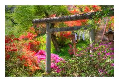 Azalea blooming in the approach of the shrine-1