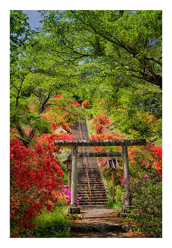 Azalea blooming in the approach of the shrine-2