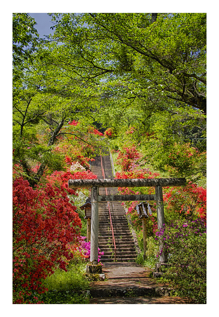 Azalea blooming in the approach of the shrine-2