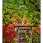 Azalea blooming in the approach of the shrine-2