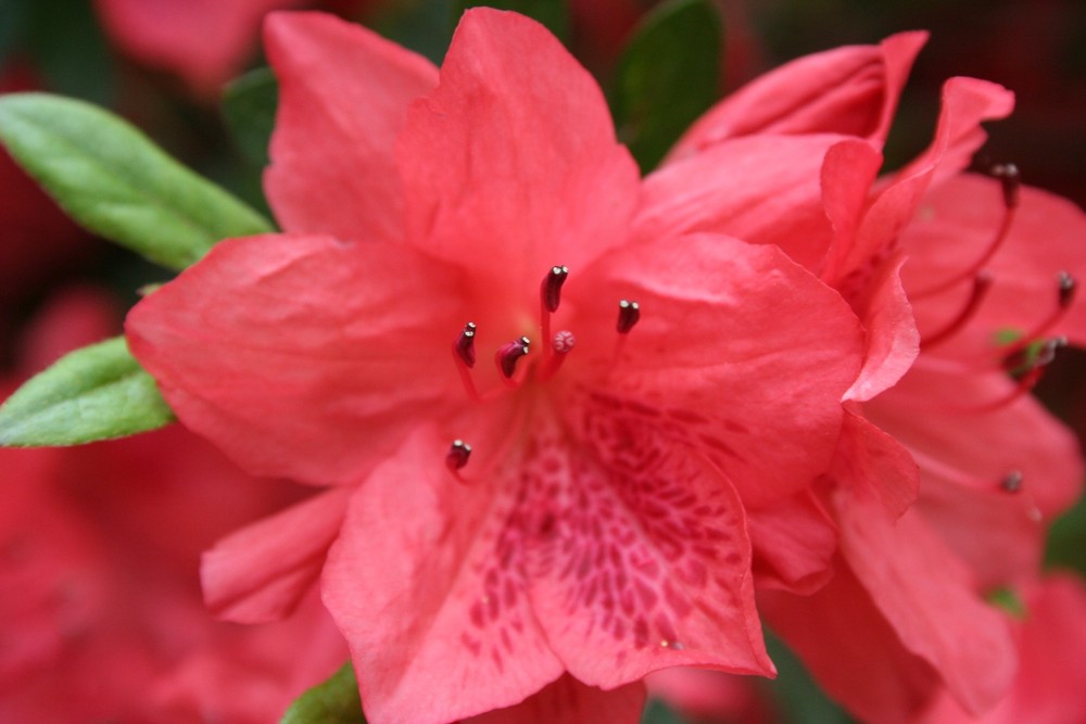 Azalea close-up