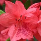 Azalea close-up