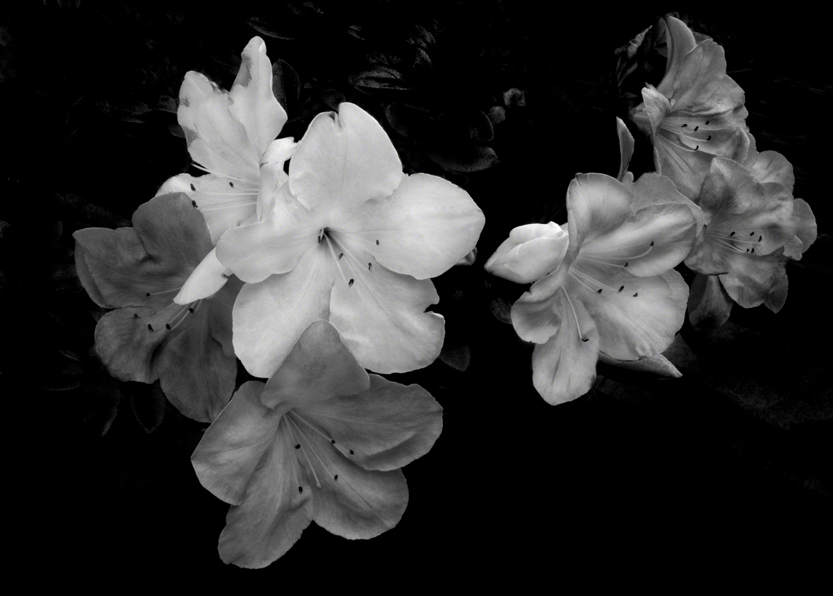 Azalea Cluster