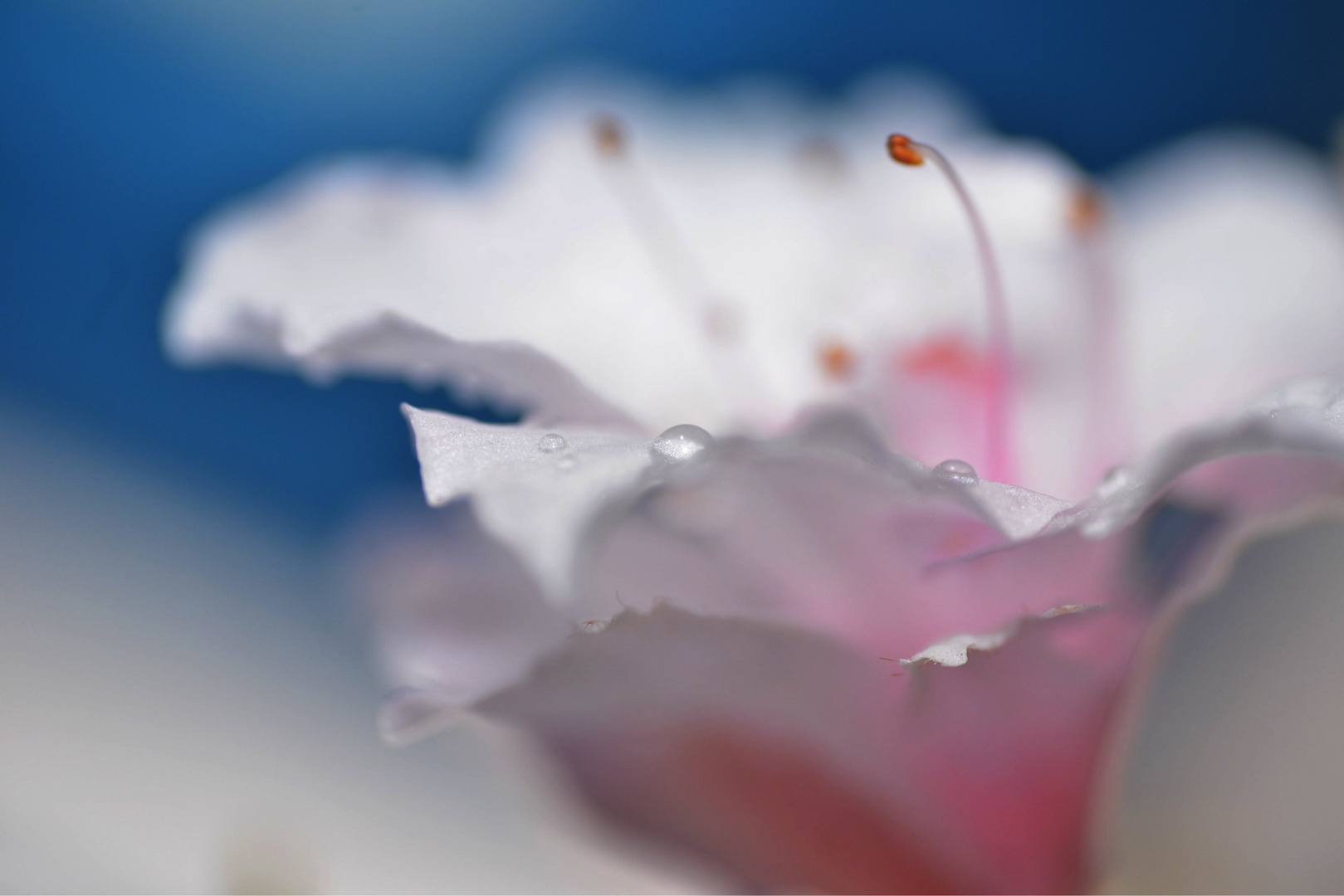 Azalea -- finally spring made it