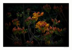 Azalea hybrida 'Klondyke'