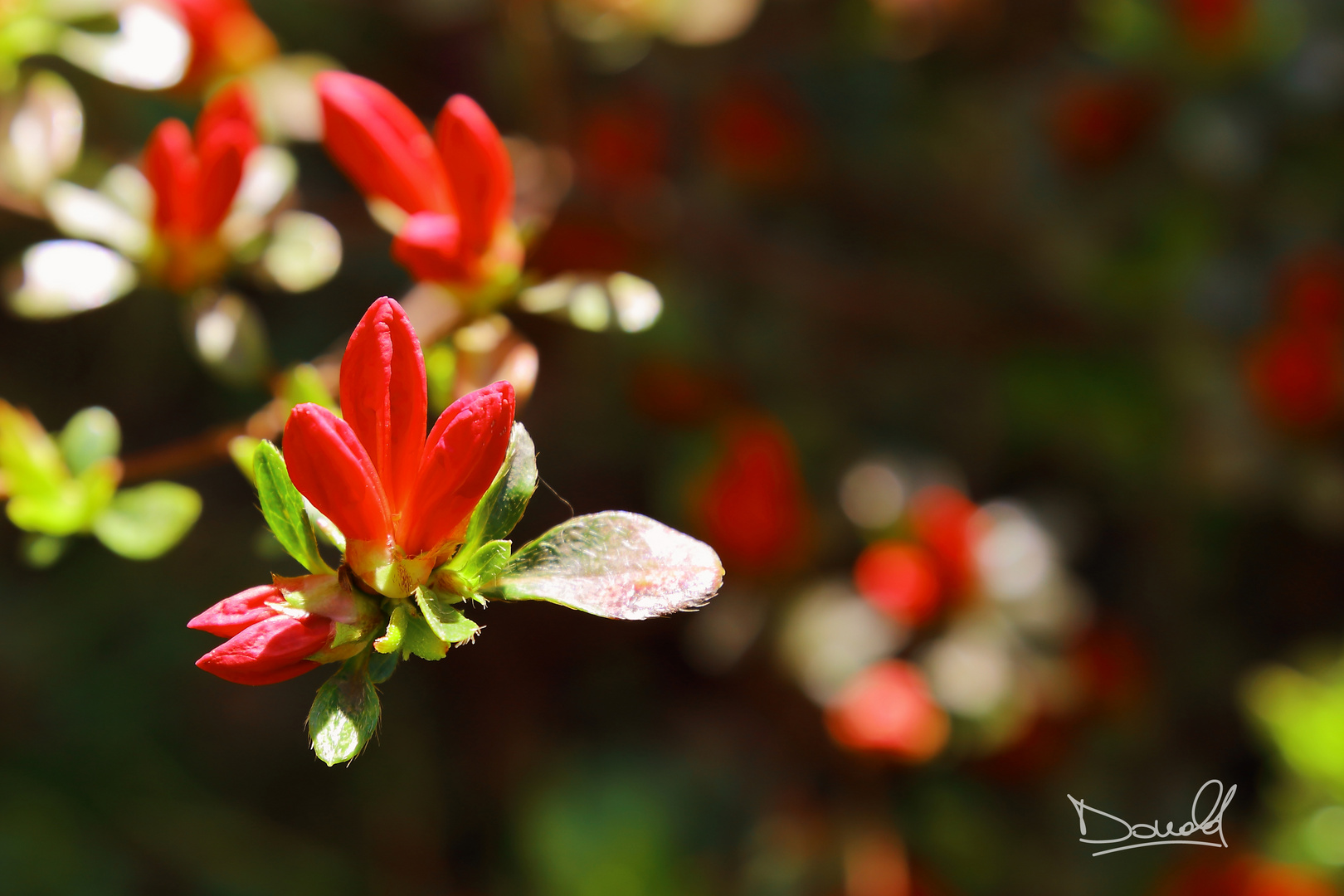 Azalea in bocciolo