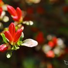 Azalea in bocciolo