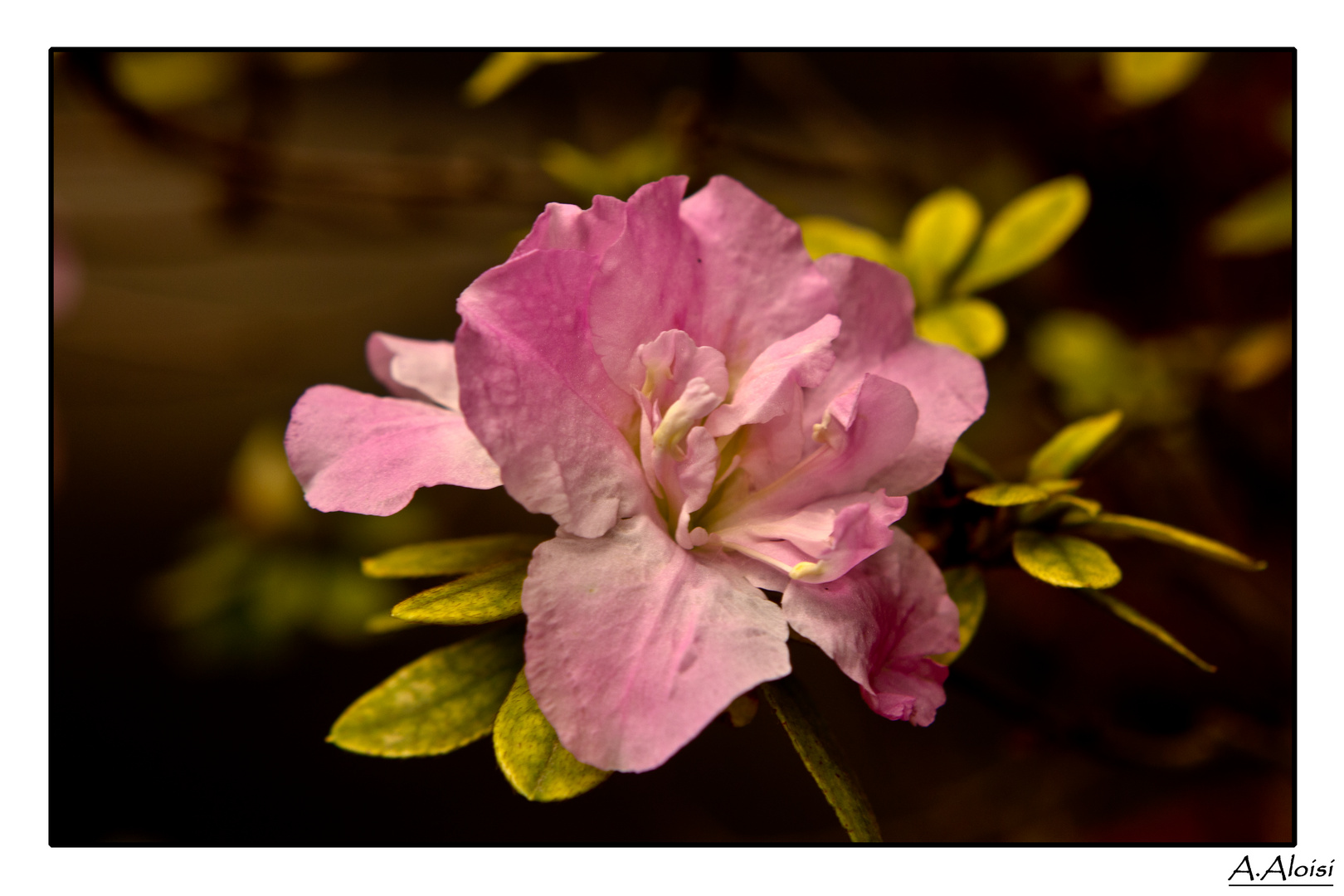 Azalea in fiore.