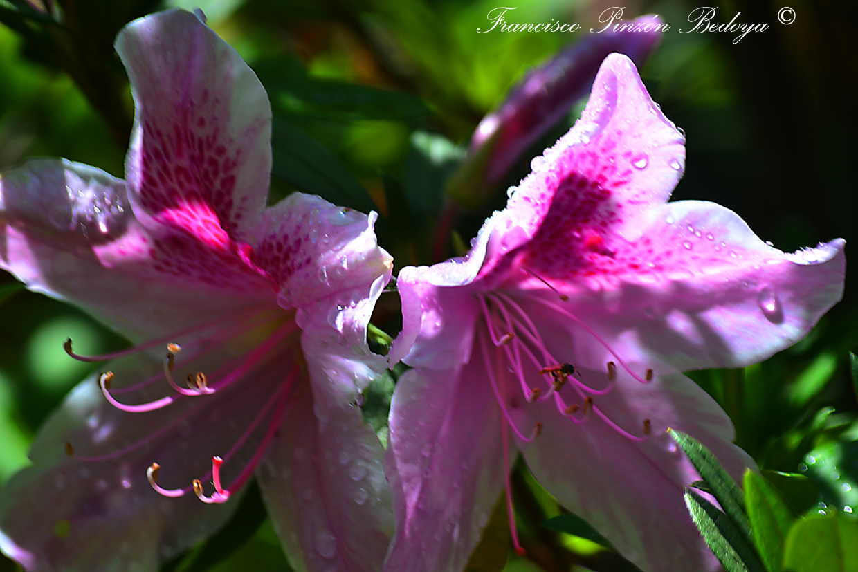 Azalea llorosa