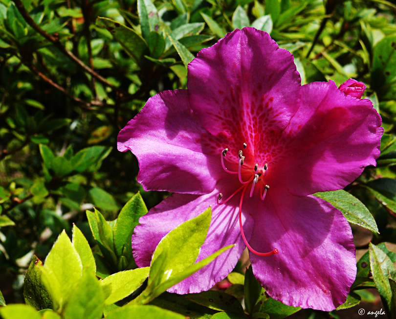 Azalea magenta