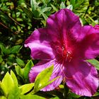 Azalea magenta