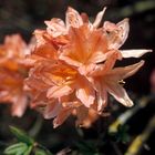 Azalea mollis x sinensis Azaleen-Wildform