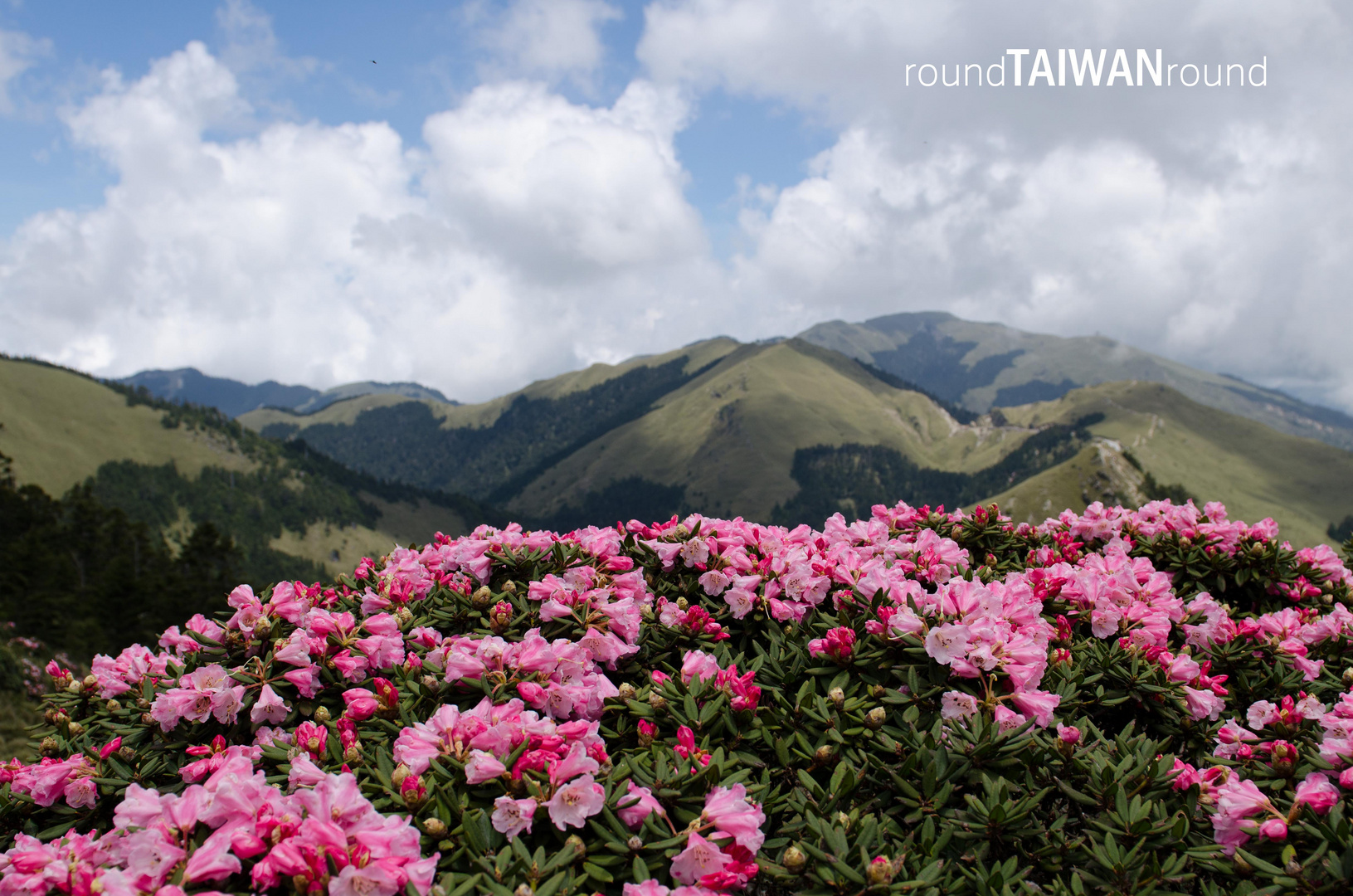 Azalea on 3000+ meters mountains in Taiwan