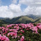 Azalea on 3000+ meters mountains in Taiwan